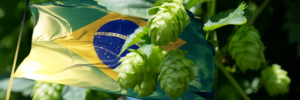 As vantagens do lúpulo brasileiro para cervejeiros caseiros